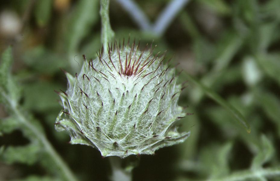 Cirsium cfr. eriophorum